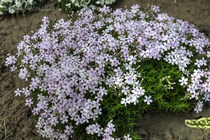 Флокс Ковилла rozea (Phlox covillei rozea)
