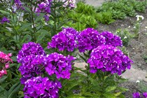 Флокс Полина
