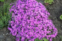 Флокс Шиловидный Purple Beauty