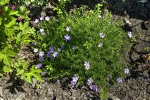 Флокс Келси Rosette(Phlox kelseyi Rosette)