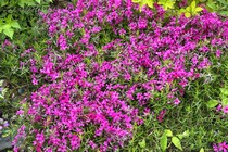 Флокс Шиловидный Scarlet Flame (Phlox subulata Scarlet Flame)