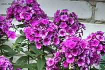 Флокс Старый маяк