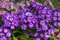 Флокс Успех