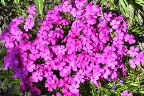 Флокс шиловидный Mac Daniels Cushion (Phlox subulata Mac Daniels Cushion)