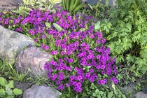 Флокс Дугласа Waterloo(Phlox  Douglasii Waterloo)