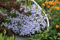 Флокс Шиловидный Bavaria (Phlox subulata Bavaria)