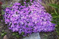 Флокс Дугласа Eva (Phlox  Douglasii Eva)