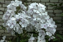 Флокс Небеса