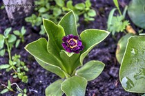 Примула Ушковая Angela Grace (Primula Auricula Angela Grace)
