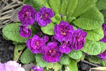 Примула Barnhaven Double Frou Frou