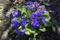 Примула Belarina Amethyst Ice (Belarina Amethyst Ice)