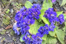 Примула Belarina Baltic Blue (Belarina Baltic Blue)