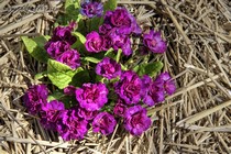 Примула Belarina Beaujolais (Champagne Ruby) (Belarina BBeaujolais (Champagne Ruby))