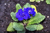Примула Belarina Blue Champion (Belarina Blue Champion)