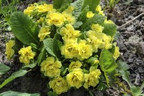 Примула Belarina Butter Yellow (Belarina Butter Yellow)