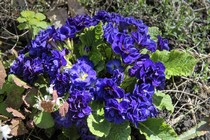 Примула Belarina Cobalt Blue (Belarina Cobalt Blue)