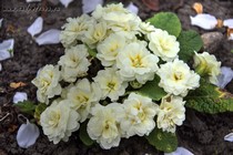 Примула Belarina Cream (Primula Belarina Cream)