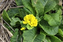 Примула Belarina Day Glo Yellow (Primula Belarina Day Glo Yellow)