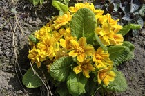 Примула Belarina Goldie (Primula Belarina Goldie)
