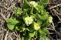 Примула Belarina Lemon Chiffon (Primula Belarina Lemon Chiffon)