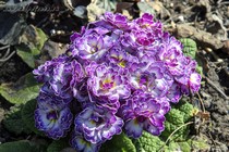 Примула Belarina Lively Lilac (Primula Belarina Lively Lilac)