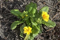 Примула Belarina Mandarin (Primula Belarina Belarina Mandarin)