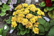 Примула Belarina Nectarine (Primula Belarina Nectarine)