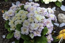 Примула Belarina Pink Champagne (Primula Belarina Pink Champagne)