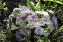 Примула Belarina Pink Ice (Primula Belarina Pink Ice)