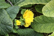 Примула Belarina Spring Sun (Primula Belarina Spring Sun)