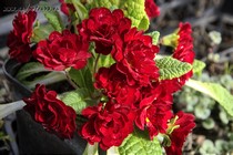 Примула Belarina Valentine (Primula Belarina Valentine)
