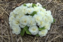 Примула Belarina Vanilla (Primula Belarina Vanilla)