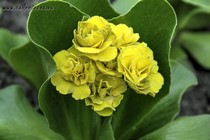 Примула Ушковая Bellini (Primula Auricula Bellini)