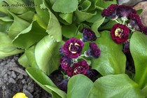 Примула Ушковая Bessie (Primula Auricula Bessie)