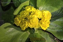 Примула Ушковая Bitter lemon (Primula Auricula Bitter lemon)