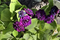 Примула Ушковая Blakeney (Primula Auricula Blakeney)