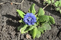 Примула Blue Sapphire (Primula Blue Sapphire)