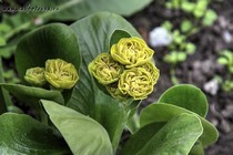 Примула Ушковая Cafe an Lait (Primula Auricula Cafe an Lait)