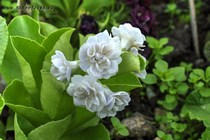 Примула Ушковая Calico (Primula Auricula Calico)