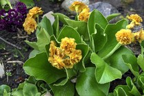 Примула Ушковая Cannelle (Primula Auricula Cannelle)