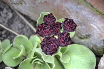 Примула Ушковая Cocoa (Primula Auricula Cocoa)