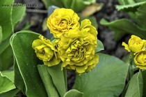 Примула Ушковая Colonel Mustard (Primula Colonel Mustard)