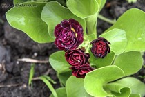 Примула Ушковая Crimson Glow (Primula Auricula Crimson Glow)