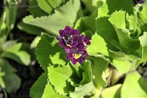 Примула Ушковая Daniel (Primula Auricula Daniel)