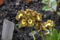 Примула Ушковая Eden Greenfinch (Primula Auricula Eden Greenfinch)