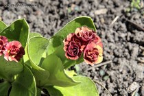 Примула Ушковая Forest Fire (Primula Auricula Forest Fire)