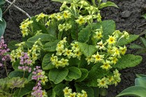 Примула гибридная Франческа (Primula hybrid Francesca)