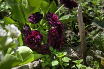 Примула Ушковая Francoise (Primula Auricula Francoise)