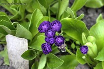 Примула Ушковая Fred Booley (Primula Auricula Fred Booley)