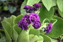 Примула Ушковая Gala (Primula Auricula Gala)
